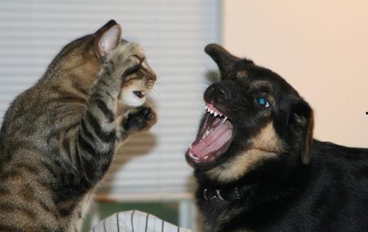 娱乐吃瓜君猫猫狗狗